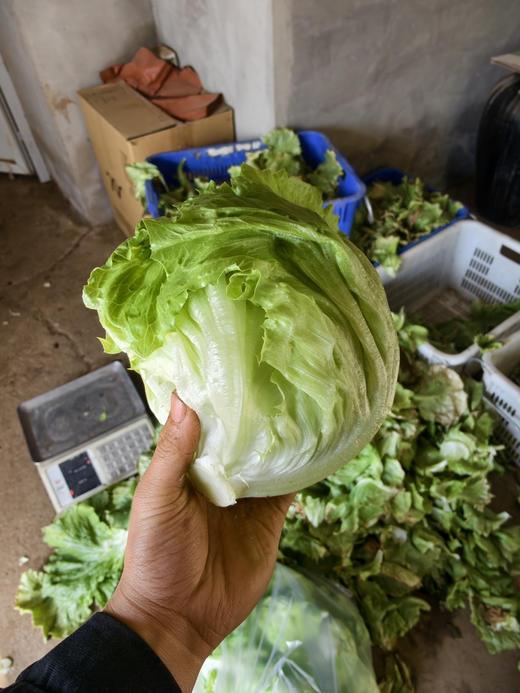 农场有机球生菜，北京本地农场，没有任何药，个别会有虫眼，2斤/份，2-3个 商品图0