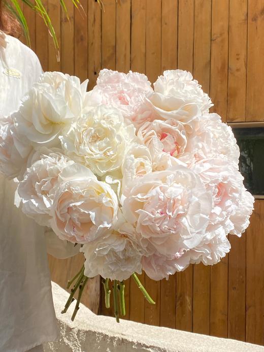 【预售！4.20起陆续发出】母爱芍药 【岁月从不败美人】 简小姐精选新品芍药-母爱 2件包邮 顺丰空运直发 商品图1