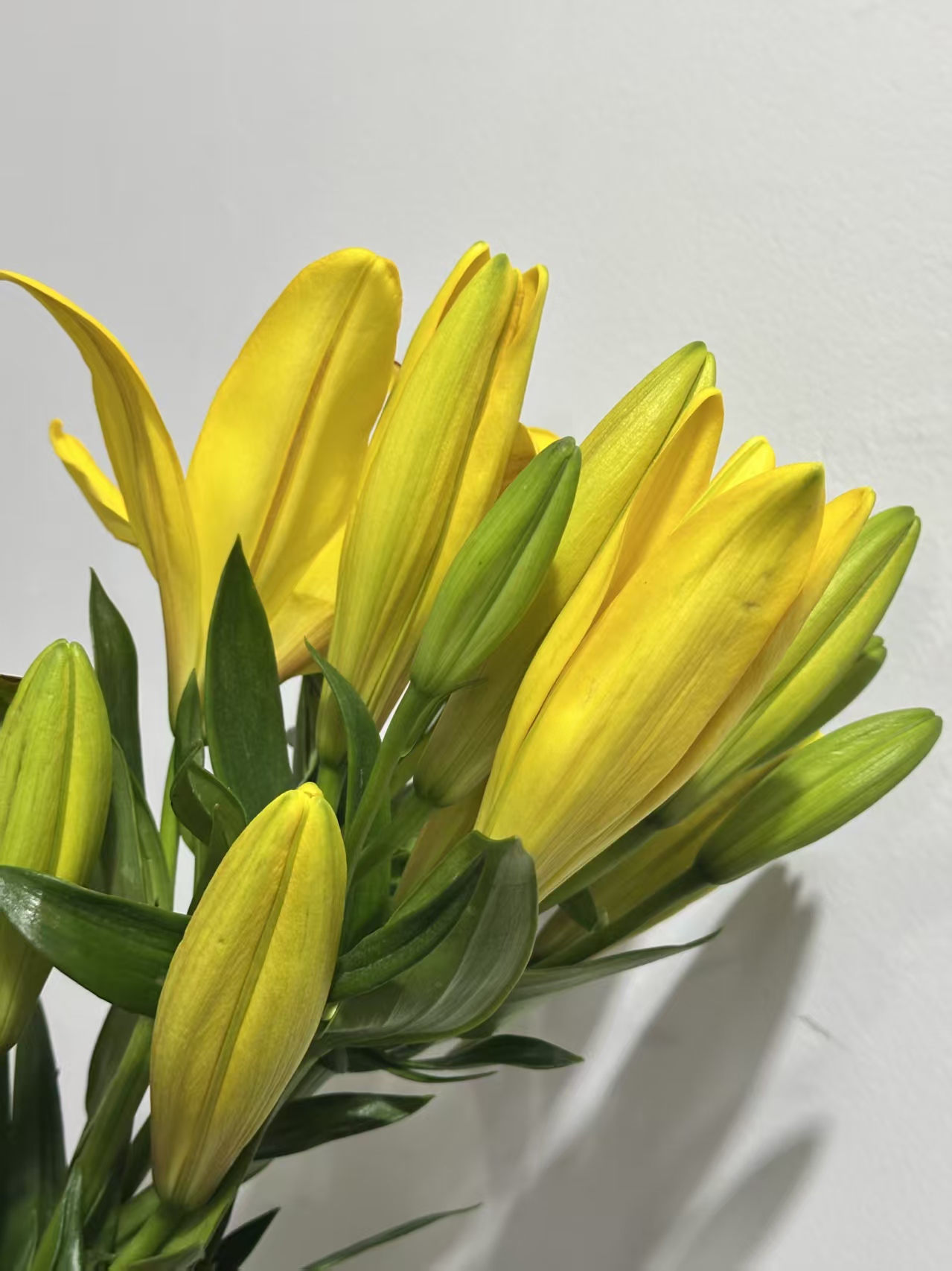 “杨月季”品牌——百合花，多头，5枝1扎