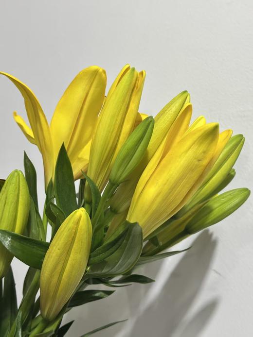 “杨月季”品牌——百合花，多头，5枝1扎 商品图0