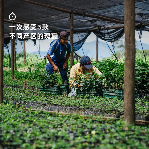 企鹅吃喝|瑰夏系列2.0咖啡挂耳10g*5包 精选5大产区 一次感受瑰夏魅力 商品图2