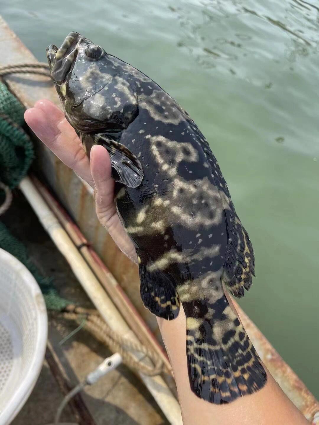 xm{精品！！精品海钓的深海货 少量少量...}满满的胶原蛋白，大龙胆石斑鱼刚上岸超新鲜，清蒸 干煎全家老小都抢着吃！顺丰冷链活冻送货上门