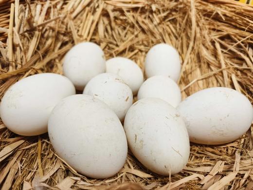 农场散养土鹅蛋 撒欢谷直供 新鲜现捡 商品图4