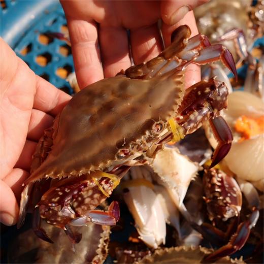 【保鲜不保活】舟山野生红膏梭子蟹丨时令尝鲜，蟹肉的鲜甜、红膏的膏香在齿间萦绕，甘甜鲜美，货架期只有短短20天，错过这个季节就要等上一年⭐顺丰快递 商品图10