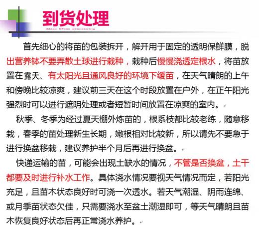淘牧月季红丝绒5支 10-25cm月季花苗开花红玫瑰花室内阳台盆栽四季好养花卉绿植树苗 商品图1