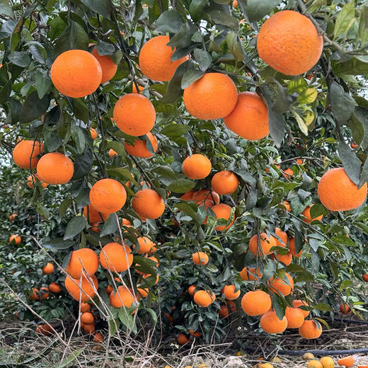 【自营】云南雪山小甜甜无核蜜沃5斤/9斤 规格可选  顺丰包邮 商品图4