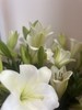 “杨月季”品牌——百合花，多头，5枝1扎 商品缩略图4