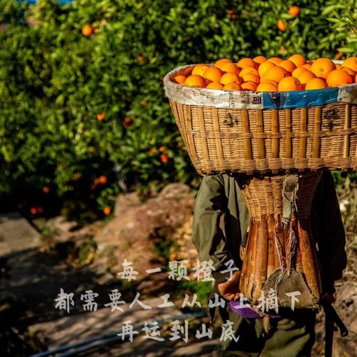 贝壳-蜜橙星球🍊黄金伦晚  晚熟精品，自然挂树成熟，汁水饱满，香甜化渣 商品图6
