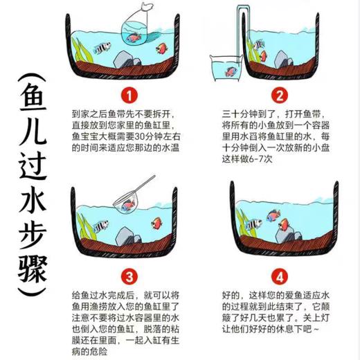 淘牧金鱼5条5-7cm 金鱼观赏鱼鱼缸耐活鱼不打氧易存活小鱼苗淡水鱼冷水鱼兰寿金鱼 商品图6
