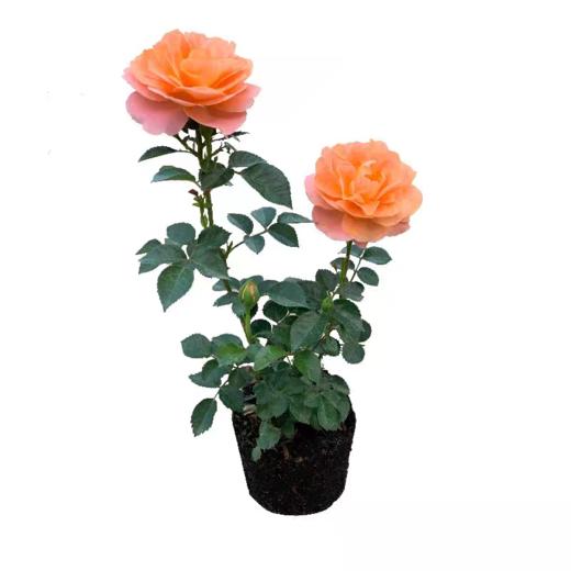 淘牧月季红丝绒5支 10-25cm月季花苗开花红玫瑰花室内阳台盆栽四季好养花卉绿植树苗 商品图2