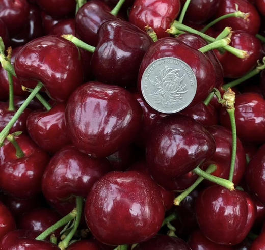 满天星吉赛拉樱桃（特大果）（散称88/斤 称重补差） 商品图2