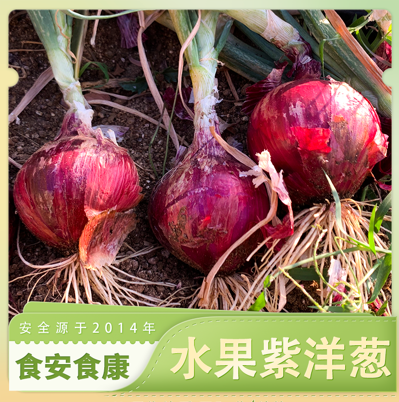 生态水果紫洋葱丨生态标准种植，原生态，清脆爽口⭐️顺丰快递