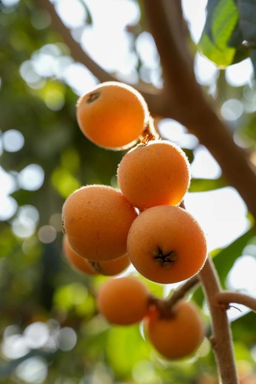 【顺丰包邮】金沙江畔生态大五星枇杷 源自“中国枇杷第一镇”从外形到品质都是顶顶好个大核小肉厚 枇杷香味浓郁 顺丰基地直邮 商品图12