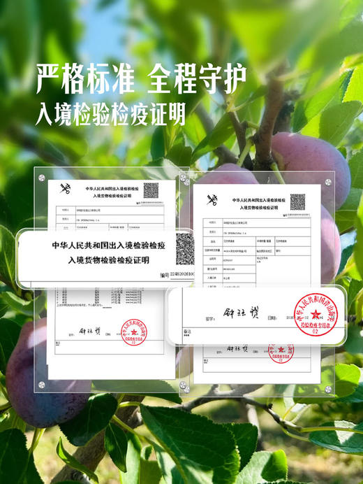 MM 山姆 智利西梅 1.2kg 商品图3
