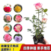 淘牧月季红丝绒5支 10-25cm月季花苗开花红玫瑰花室内阳台盆栽四季好养花卉绿植树苗 商品缩略图5