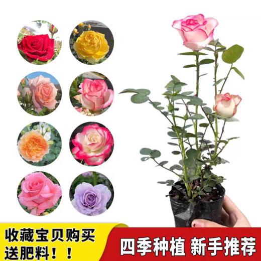 淘牧月季红丝绒5支 10-25cm月季花苗开花红玫瑰花室内阳台盆栽四季好养花卉绿植树苗 商品图5