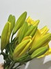 “杨月季”品牌——百合花，多头，5枝1扎 商品缩略图2