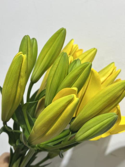 “杨月季”品牌——百合花，多头，5枝1扎 商品图2