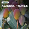 【树上自然熟 肉厚核小】海南贵妃芒 果肉细腻 甜美多汁 3-5天发货 商品缩略图2