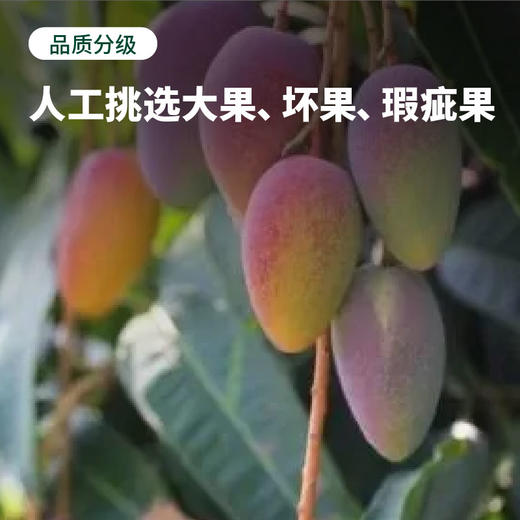 【树上自然熟 肉厚核小】海南贵妃芒 果肉细腻 甜美多汁 3-5天发货 商品图2