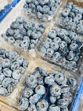 花香脆星空蓝莓  22+大蓝莓