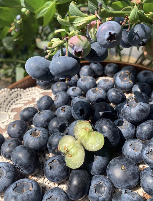 山地花香18+蓝莓桶 商品图5