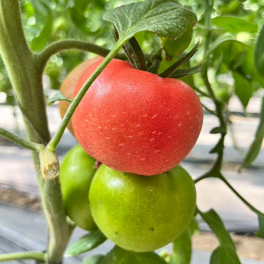 【自营】山东西红柿+白玉黄瓜双拼4.6斤 京东包邮 商品图3