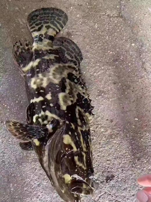 xm{精品！！精品海钓的深海货 少量少量...}满满的胶原蛋白，大龙胆石斑鱼刚上岸超新鲜，清蒸 干煎全家老小都抢着吃！顺丰冷链活冻送货上门 商品图2