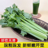淘牧正宗西芹新鲜自种榨汁农家优质绿色脆嫩青菜芹菜时令蔬菜批发 商品缩略图4