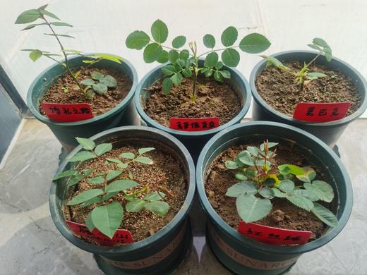 淘牧月季红丝绒5支 10-25cm月季花苗开花红玫瑰花室内阳台盆栽四季好养花卉绿植树苗 商品图3