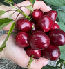 大连美早樱桃【顺丰空运】 商品缩略图3