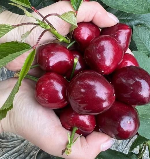 大连美早樱桃【顺丰空运】 商品图3