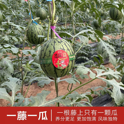 牛奶小西瓜🍉  嘻瓜13，一藤一瓜
瓜香味浓浓浓！脆甜！酥脆果肉！果皮超薄！最新到货🚚 商品图1