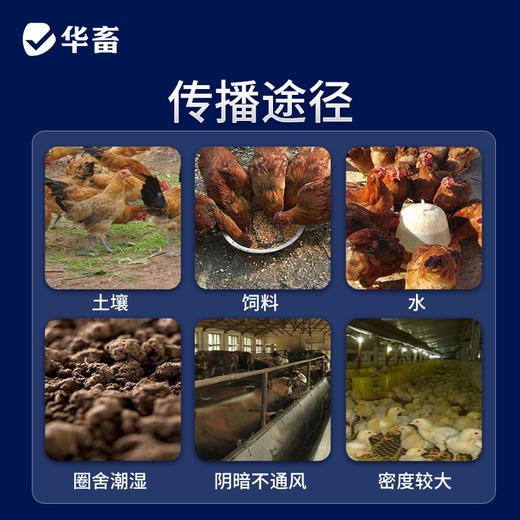 【社群专享】华畜30%磺胺氯吡嗪钠可溶性粉 磺胺类抗球虫药 用于治疗鸡牛羊兔子球虫病 商品图2