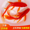 淘牧金鱼5条5-7cm 金鱼观赏鱼鱼缸耐活鱼不打氧易存活小鱼苗淡水鱼冷水鱼兰寿金鱼 商品缩略图3