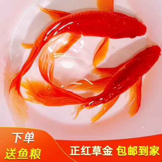淘牧金鱼5条5-7cm 金鱼观赏鱼鱼缸耐活鱼不打氧易存活小鱼苗淡水鱼冷水鱼兰寿金鱼 商品图3