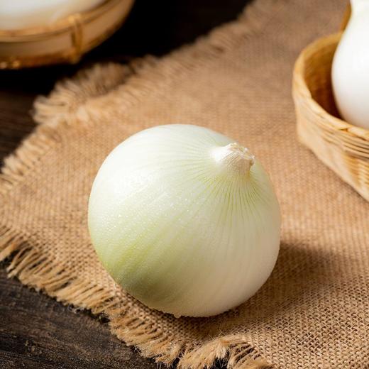【新疆白皮/紫皮洋葱】又名皮牙子 饱满圆润 辣中带甜 肉厚多汁 营养丰富  5斤装 商品图4
