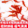淘牧金鱼5条5-7cm 金鱼观赏鱼鱼缸耐活鱼不打氧易存活小鱼苗淡水鱼冷水鱼兰寿金鱼 商品缩略图1
