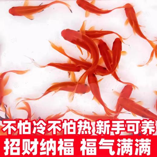 淘牧金鱼5条5-7cm 金鱼观赏鱼鱼缸耐活鱼不打氧易存活小鱼苗淡水鱼冷水鱼兰寿金鱼 商品图1