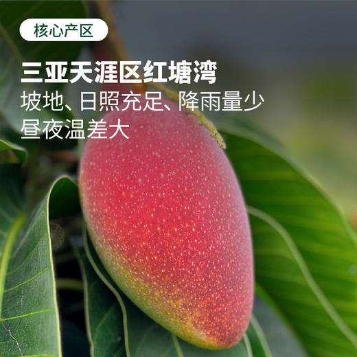 【树上自然熟 肉厚核小】海南贵妃芒 果肉细腻 甜美多汁 3-5天发货 商品图4