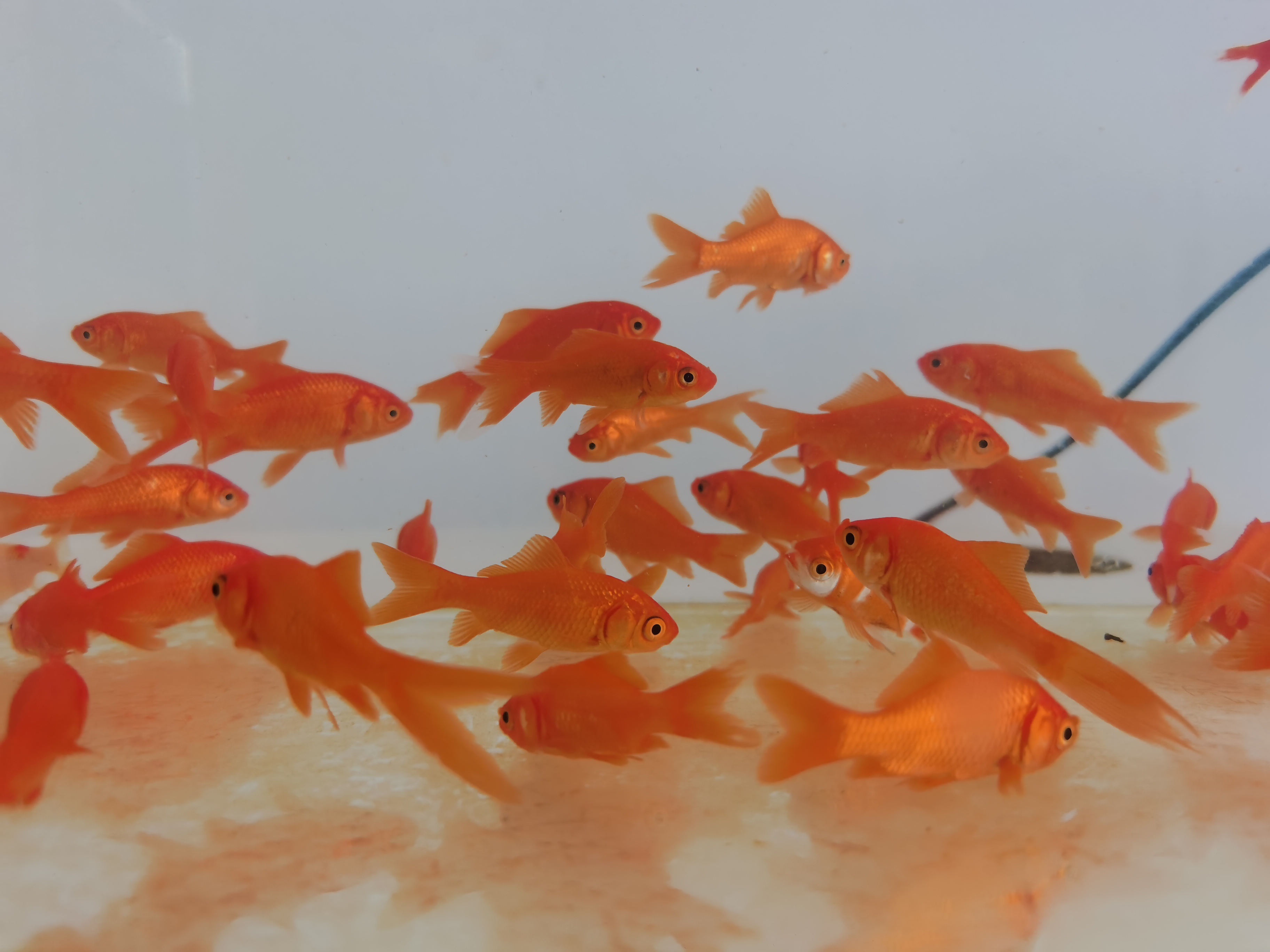 淘牧金鱼5条5-7cm 金鱼观赏鱼鱼缸耐活鱼不打氧易存活小鱼苗淡水鱼冷水鱼兰寿金鱼