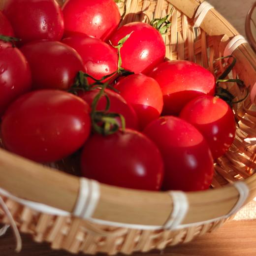 有机小番茄 商品图2