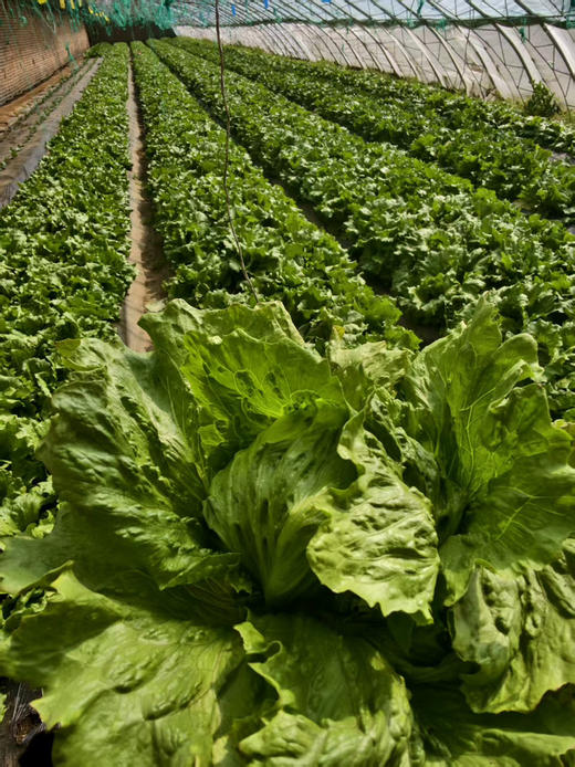 农场有机球生菜，北京本地农场，没有任何药，个别会有虫眼，2斤/份，2-3个 商品图2