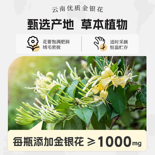 🔥轻上小青甘金银花凉茶植物饮料245ml*10瓶 商品图1