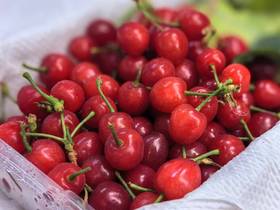 【预售4.4发货 一件包邮】山野小樱桃|四川攀枝花（只发广东）