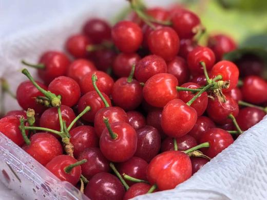 【预售4.4发货 一件包邮】山野小樱桃|四川攀枝花（只发广东） 商品图0