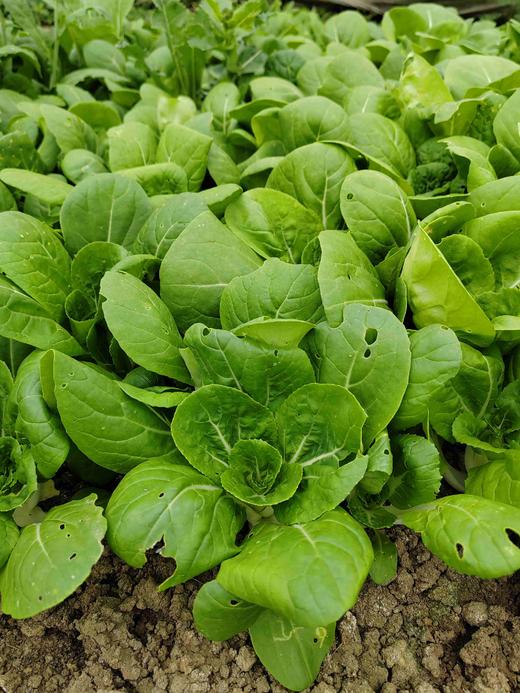 矮脚黄 商品图0