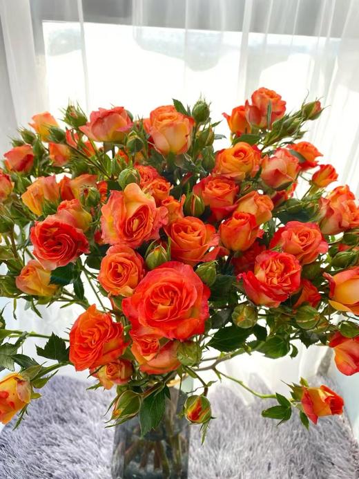 橙色多头玫瑰10枝 商品图5
