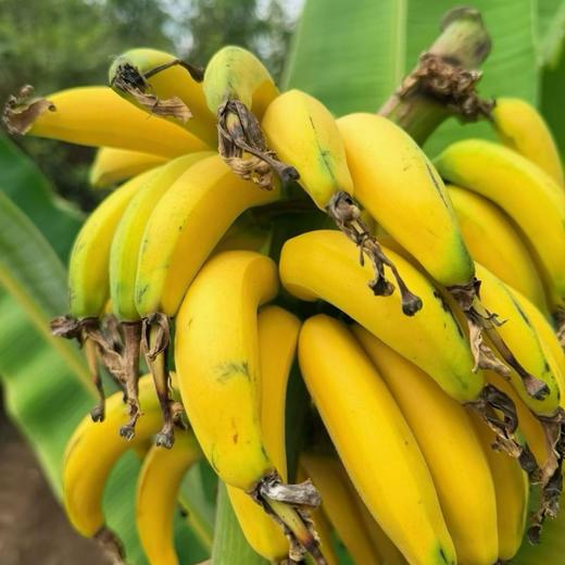 贝壳-佳丽蕉 精心挑选，香甜软糯，果香浓郁，口感细腻 商品图2