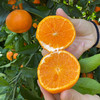 【自营】云南大理高原沃柑4.5斤/8斤 多规格可选 商品缩略图2